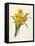 Narcissus-Pierre-Joseph Redouté-Framed Stretched Canvas