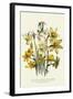 Narcissus-null-Framed Giclee Print