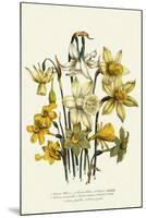 Narcissus-null-Mounted Giclee Print