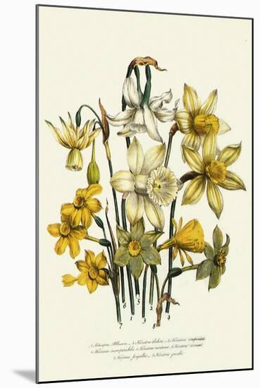 Narcissus-null-Mounted Giclee Print