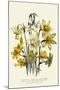 Narcissus-null-Mounted Giclee Print