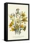 Narcissus-null-Framed Stretched Canvas