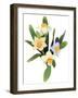 Narcissus-Hiroyuki Izutsu-Framed Giclee Print