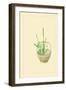 Narcissus-Sofu Teshigahara-Framed Art Print