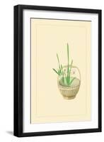 Narcissus-Sofu Teshigahara-Framed Art Print