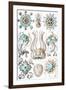 Narcomedusae Nature by Ernst Haeckel-null-Framed Art Print