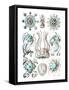 Narcomedusae-Ernst Haeckel-Framed Stretched Canvas