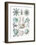 Narcomedusae-Ernst Haeckel-Framed Art Print