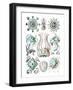 Narcomedusae-Ernst Haeckel-Framed Art Print