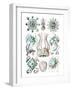 Narcomedusae-Ernst Haeckel-Framed Art Print