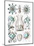 Narcomedusae-Ernst Haeckel-Mounted Art Print