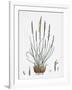 Nardus Stricta Mat-Grass-null-Framed Giclee Print