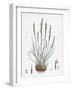 Nardus Stricta Mat-Grass-null-Framed Giclee Print