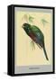 Narina Trogon-Louis Agassiz Fuertes-Framed Stretched Canvas