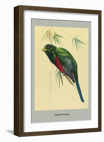 Narina Trogon-Louis Agassiz Fuertes-Framed Art Print