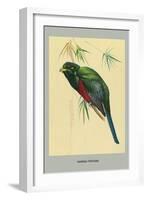 Narina Trogon-Louis Agassiz Fuertes-Framed Art Print