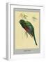 Narina Trogon-Louis Agassiz Fuertes-Framed Art Print