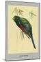 Narina Trogon-Louis Agassiz Fuertes-Mounted Art Print