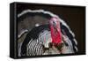 Narragansett Turkey Displaying-Lynn M^ Stone-Framed Stretched Canvas