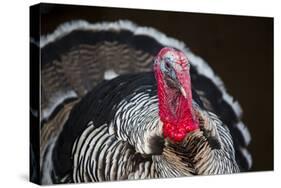 Narragansett Turkey Displaying-Lynn M^ Stone-Stretched Canvas