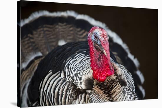 Narragansett Turkey Displaying-Lynn M^ Stone-Stretched Canvas