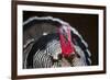 Narragansett Turkey Displaying-Lynn M^ Stone-Framed Photographic Print