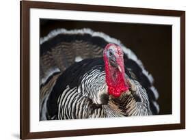 Narragansett Turkey Displaying-Lynn M^ Stone-Framed Photographic Print