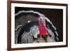 Narragansett Turkey Displaying-Lynn M^ Stone-Framed Photographic Print