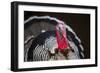 Narragansett Turkey Displaying-Lynn M^ Stone-Framed Photographic Print