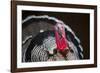 Narragansett Turkey Displaying-Lynn M^ Stone-Framed Photographic Print