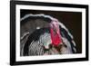Narragansett Turkey Displaying-Lynn M^ Stone-Framed Photographic Print