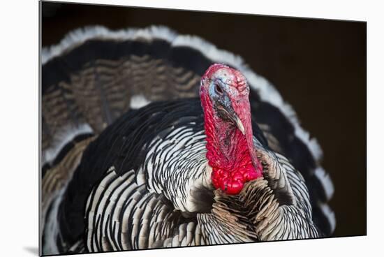 Narragansett Turkey Displaying-Lynn M^ Stone-Mounted Photographic Print