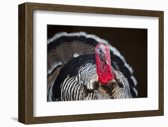 Narragansett Turkey Displaying-Lynn M^ Stone-Framed Photographic Print