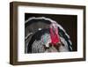 Narragansett Turkey Displaying-Lynn M^ Stone-Framed Photographic Print