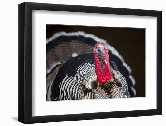 Narragansett Turkey Displaying-Lynn M^ Stone-Framed Photographic Print