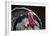 Narragansett Turkey Displaying-Lynn M^ Stone-Framed Photographic Print