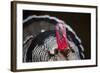 Narragansett Turkey Displaying-Lynn M^ Stone-Framed Photographic Print