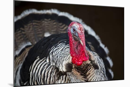 Narragansett Turkey Displaying-Lynn M^ Stone-Mounted Photographic Print