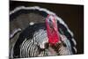 Narragansett Turkey Displaying-Lynn M^ Stone-Mounted Photographic Print