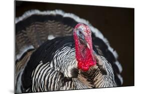 Narragansett Turkey Displaying-Lynn M^ Stone-Mounted Photographic Print