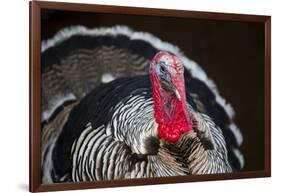 Narragansett Turkey Displaying-Lynn M^ Stone-Framed Photographic Print