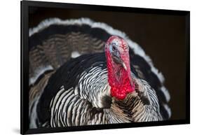 Narragansett Turkey Displaying-Lynn M^ Stone-Framed Photographic Print