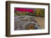 Narrow Covered Bridge over Sugar Creek in Parke County, Indiana, USA-Chuck Haney-Framed Photographic Print