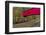 Narrow Covered Bridge over Sugar Creek in Parke County, Indiana, USA-Chuck Haney-Framed Photographic Print