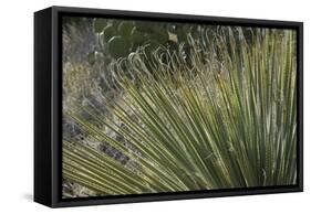Narrow-Leaf Yucca in the Little Florida Mountains, New Mexico-null-Framed Stretched Canvas