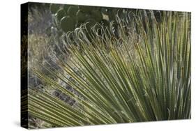 Narrow-Leaf Yucca in the Little Florida Mountains, New Mexico-null-Stretched Canvas