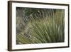 Narrow-Leaf Yucca in the Little Florida Mountains, New Mexico-null-Framed Photographic Print