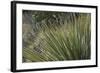 Narrow-Leaf Yucca in the Little Florida Mountains, New Mexico-null-Framed Photographic Print