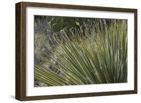 Narrow-Leaf Yucca in the Little Florida Mountains, New Mexico-null-Framed Photographic Print