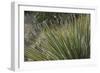 Narrow-Leaf Yucca in the Little Florida Mountains, New Mexico-null-Framed Photographic Print